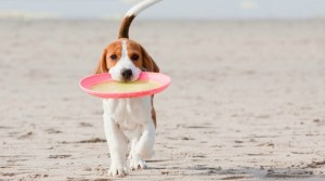 beagle-on-beach-with-frisbee